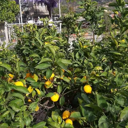 I Limoni Gia Torretta *